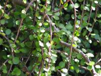 Albums/20060200-New Zealand 2006/20060314-Dunedin/32